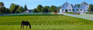 horse in pasture